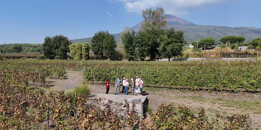 Mount Vesuvius: Vineyards Tour with Wine Tasting and Lunch - Who should book this experience?