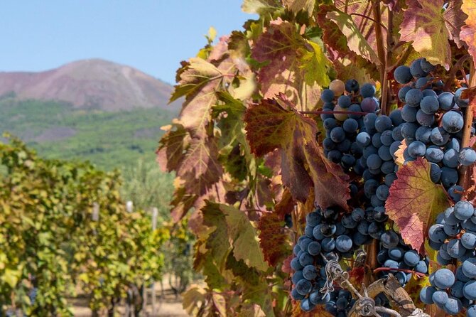 Mt. Vesuvius Tour from Naples with Lunch at a Vineyard Included - Key points to know before you book