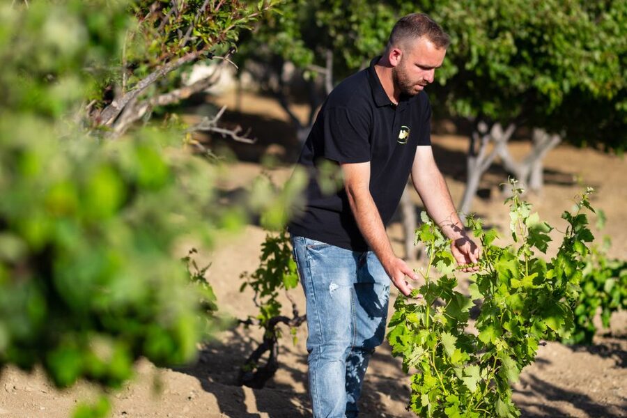 Mykonos: Winery Vineyard Experience with Food & Wine Tasting - A quieter side of Mykonos