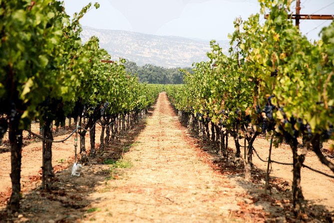 Napa and Sonoma Wine Country Full-Day Tour from San Francisco - Roche Winery: friendly, informal, and often a favorite