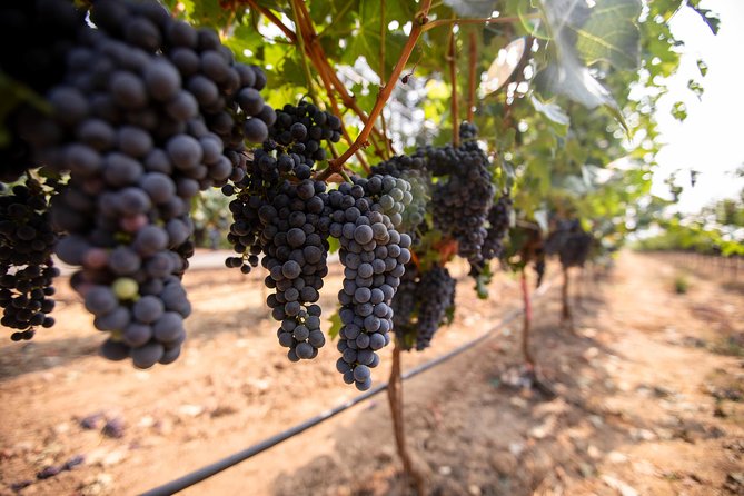 Napa and Sonoma Wine Country Full-Day Tour from San Francisco - Artesa Winery brings the best views