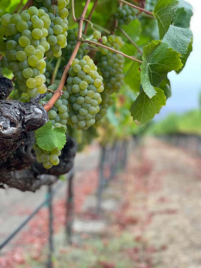 Napa Valley: ATV Vineyard Tour with Wine Tasting - Starting Among Napa’s Working Vines