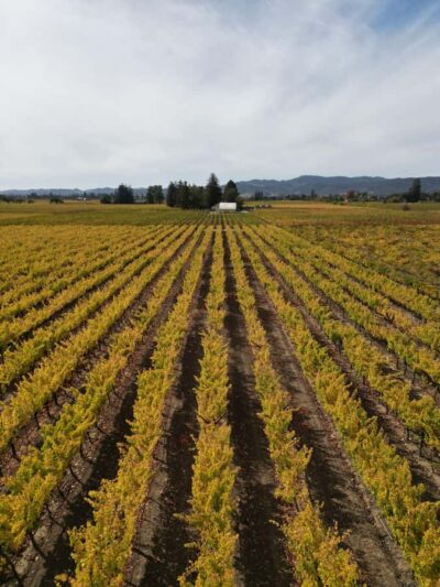 Napa Valley: ATV Vineyard Tour with Wine Tasting