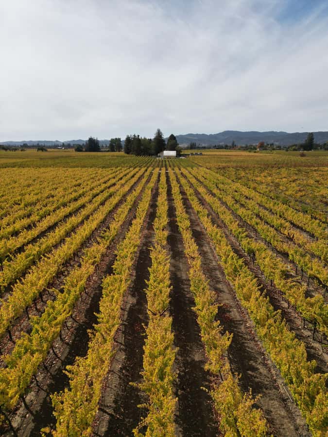 Napa Valley: ATV Vineyard Tour with Wine Tasting - What the 1.5-Hour Route Covers