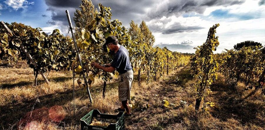 Naples: Mount Vesuvius Vineyard Tour w/ Lunch & Wine Tasting - Key points to know before booking