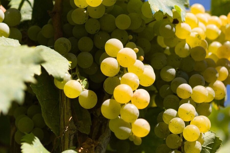 Naples: Mount Vesuvius Vineyard Tour w/ Lunch & Wine Tasting - Why this Vesuvius vineyard visit feels different