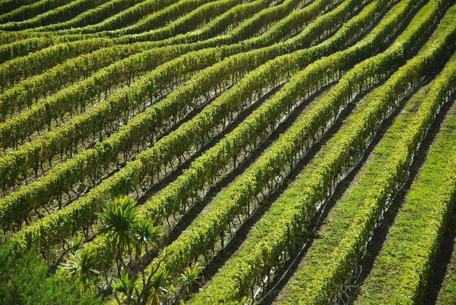 Naples: Mount Vesuvius Vineyard Tour w/ Lunch & Wine Tasting - Walking among the vines on Vesuvius