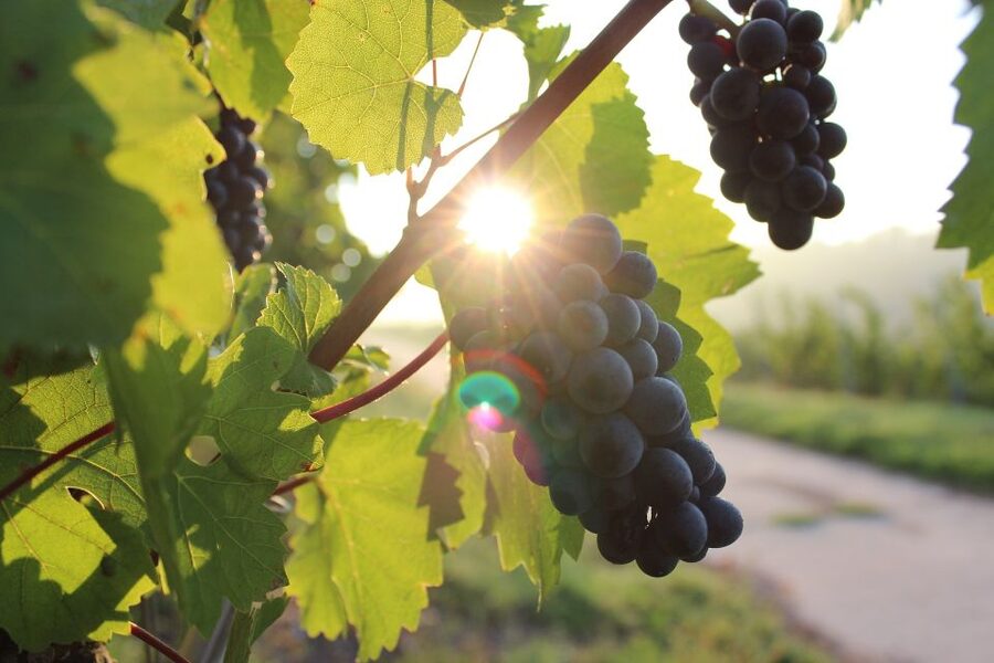 Naples: Mount Vesuvius Vineyard Tour w/ Lunch & Wine Tasting - A homemade lunch with Neapolitan character