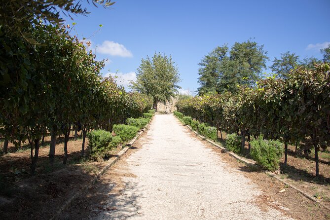 Naples Tuk Tuk Experience Views and Vineyards - What $265.44 per person really buys