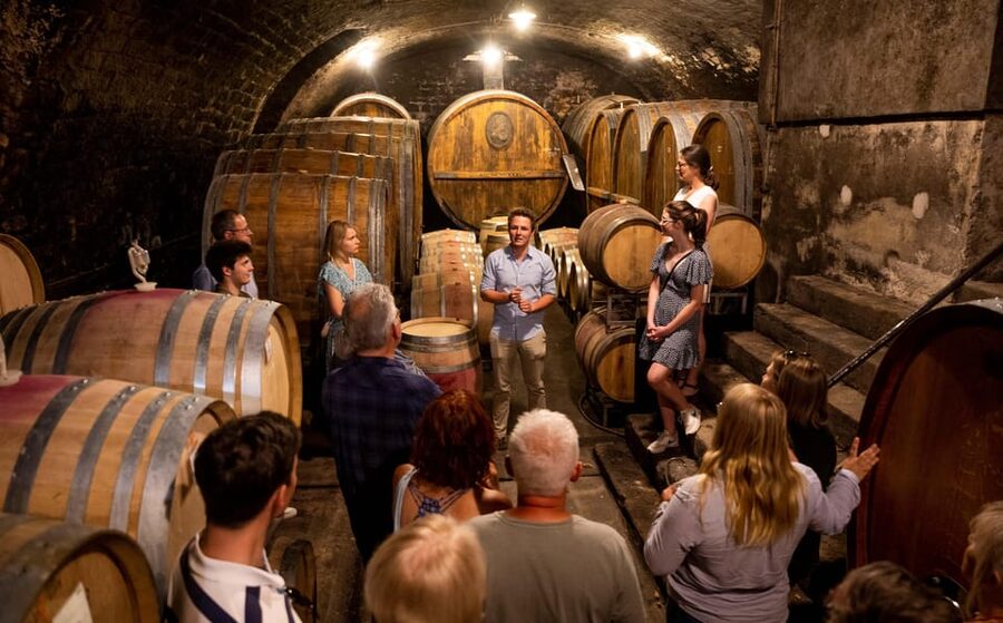 Neustadt: Wine tasting with cellar tour and vineyard visit - The best time to choose the garden setting