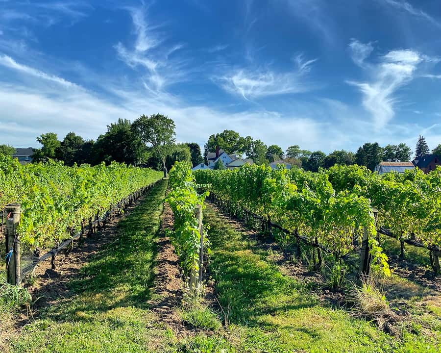 Niagara: Lunch in the Vineyard Experience - Pickup rules matter more than they first appear