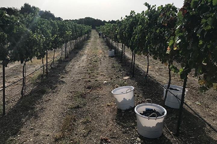 North Texas Wineries & Vineyards Tour & Tastings - How the tastings and food affect the value