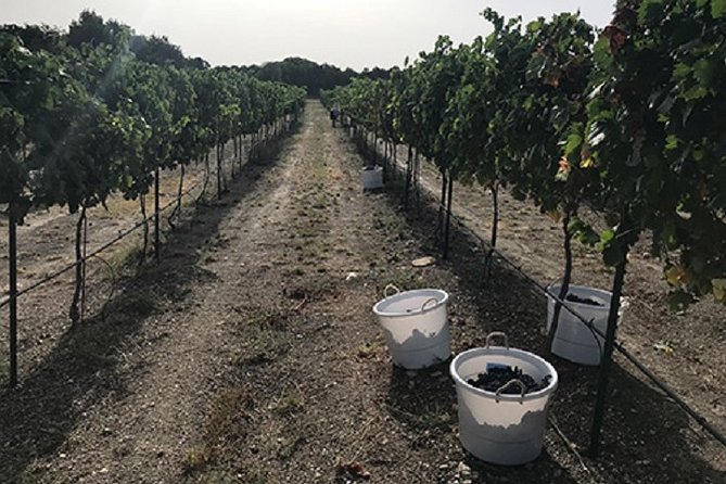 North Texas Wineries & Vineyards Tour & Tastings - Who should book this North Texas wine tour