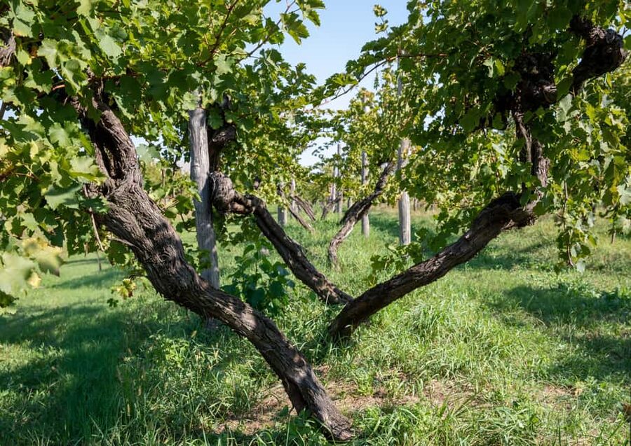 Off-road tour through vineyards and organic wine tasting at Villa Bogdano 1880 - Key points to know before you go