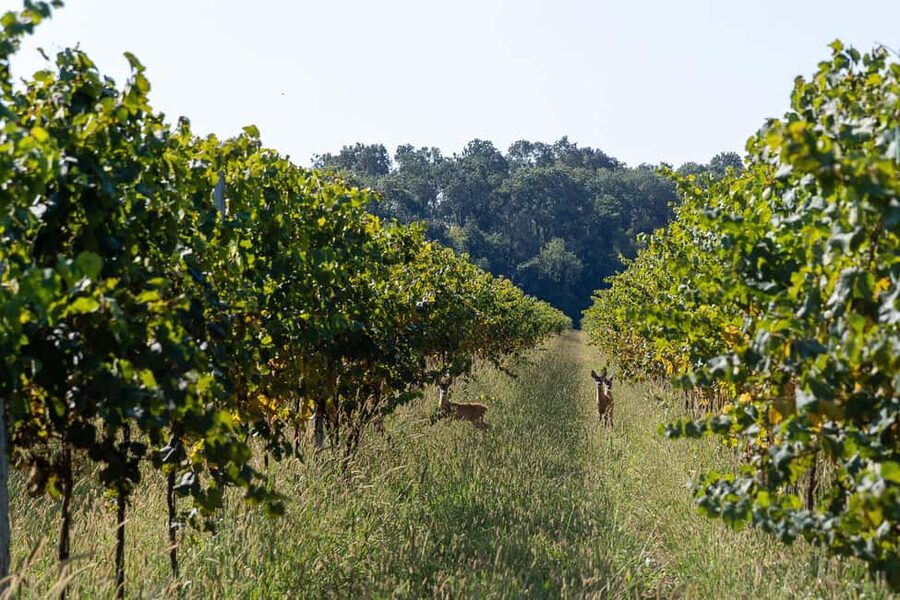 Off-road tour through vineyards and organic wine tasting at Villa Bogdano 1880 - Ca Zabeo and the estate’s old-world setting