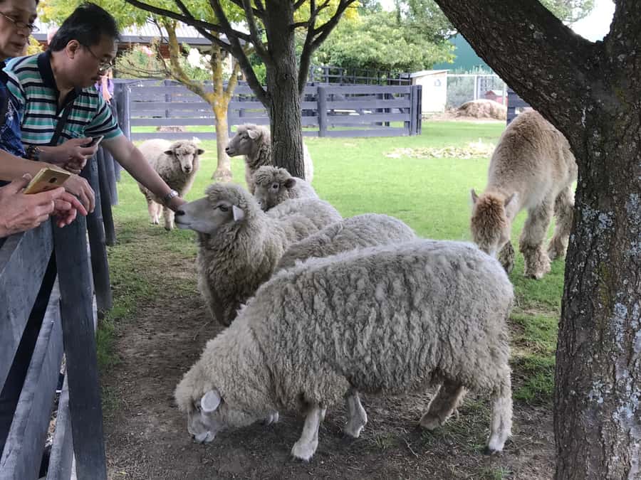 Onshore Highlights of Marlborough's Wine Region from Picton - The food stops are worth planning
