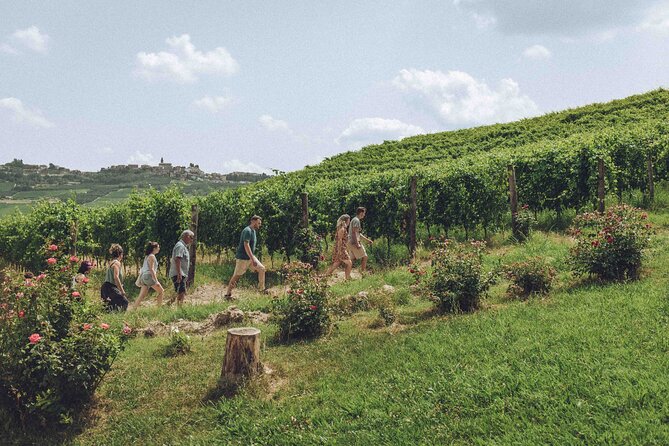 Organic Wine Tasting in the Langhe Hills – Vineyard & Cellar Tour - Key points at a glance