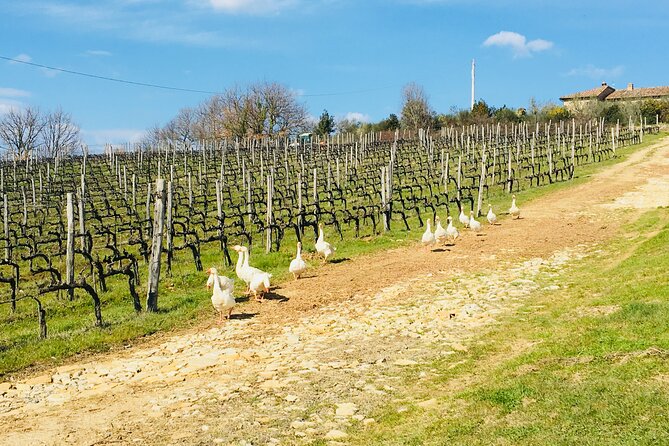 Organic Wine Tour&Tasting overlooking Chianti Classico Vineyards - Key points at a glance