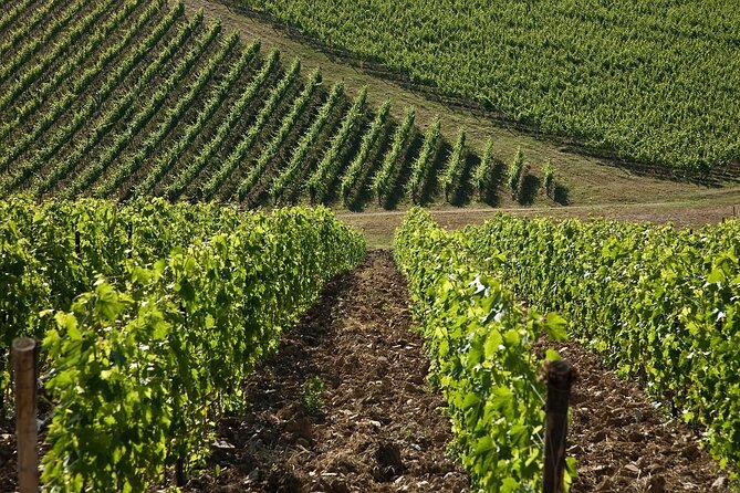 Organic Wine Tour&Tasting overlooking Chianti Classico Vineyards - What you are likely to taste