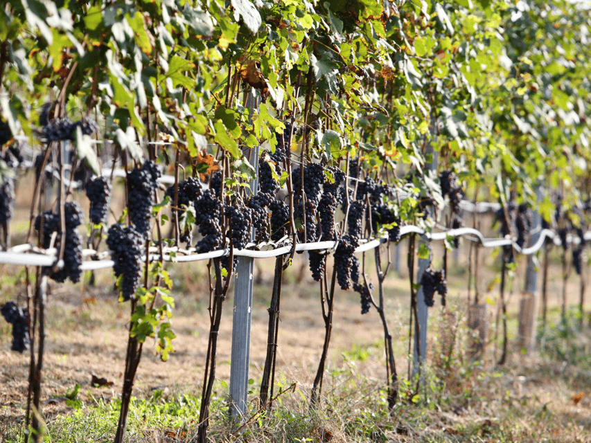 Organic Winery Visit near Turin with Wine & Food Tasting - The 45-Minute Tour Through Production And Cellar Areas