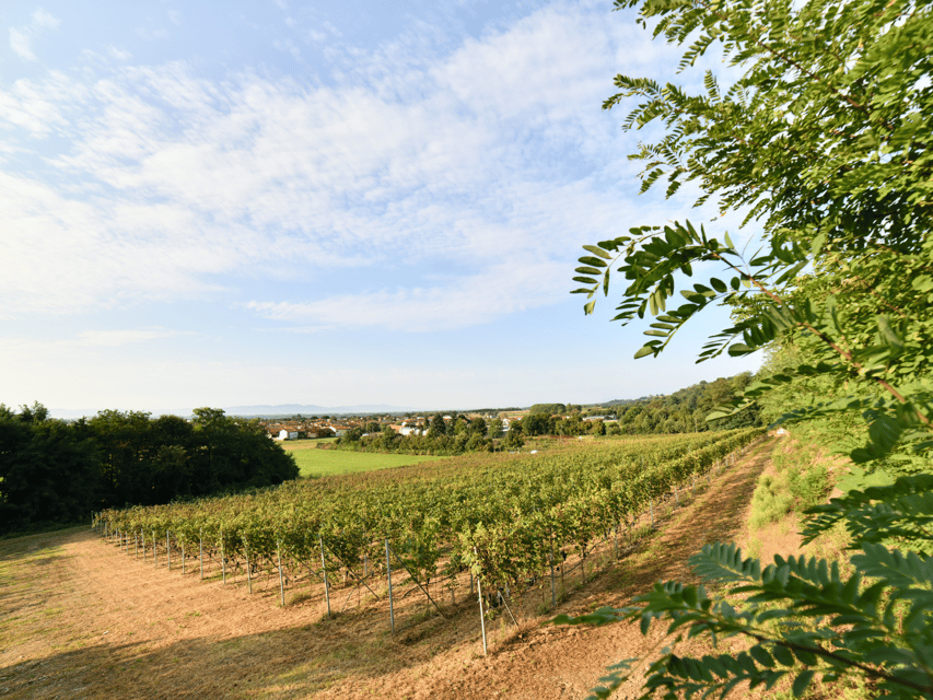 Organic Winery Visit near Turin with Wine & Food Tasting - Is $58 A Good Value?