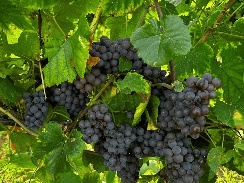 Organic Winery Visit & Wine Tasting with Food in Pavia - Is $58 good value?