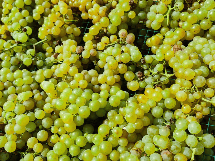Organic Winery Visit & Wine Tasting with Food in Pavia - Group size, language, and practical comfort