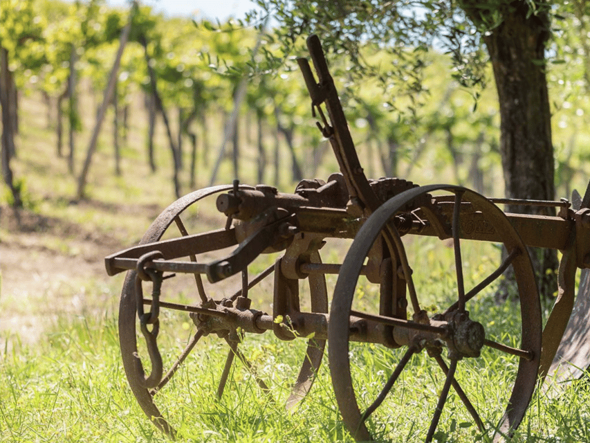Organic Winery Visit & Wine Tasting with Food in Pavia - Who should book this winery experience?