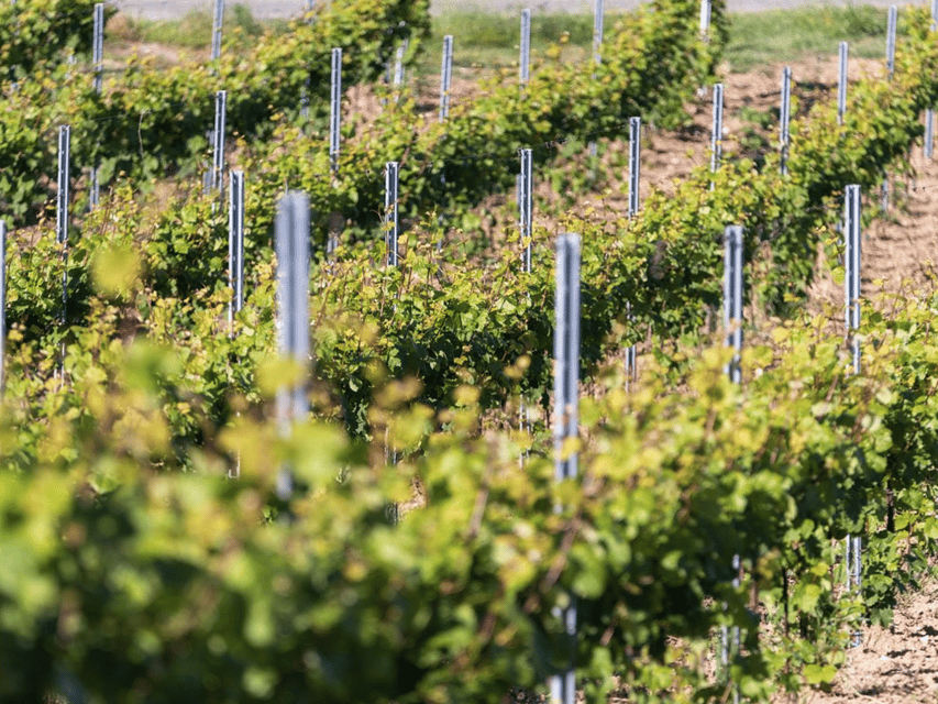 Organic Winery Visit & Wine Tasting with Food in Pavia - The 15-minute walk through organic vineyards