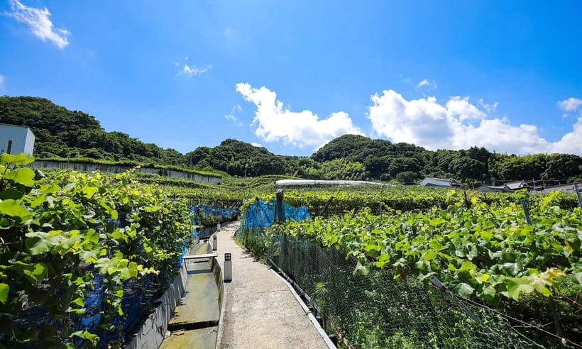 Osaka Winery Tour with Wine Tasting & Vineyard Walk - Walking through Edo-period streets