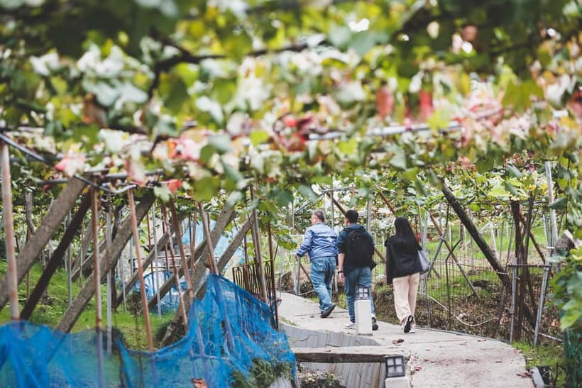 Osaka Winery Tour with Wine Tasting & Vineyard Walk - Three wines with a taste of local food