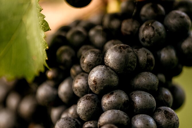Owners vineyard tour and tasting at Oastbrook - Tasting Oastbrook wines with local cheese