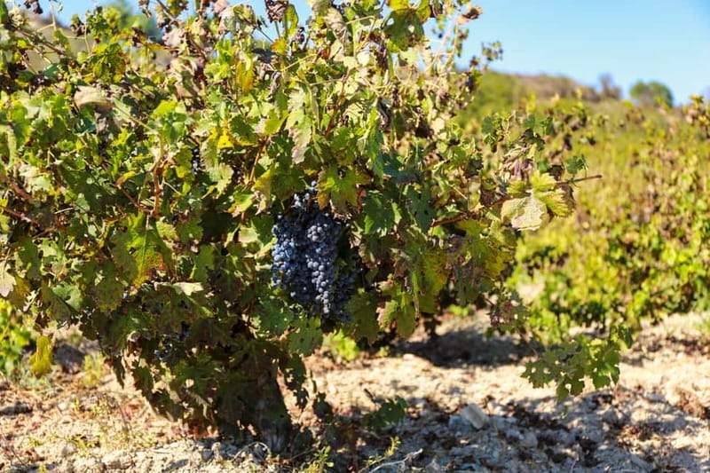 Paphos: Wine Tour – Vineyards, Tastings & Scenic Views - Amargeti village and the quieter side of Cyprus