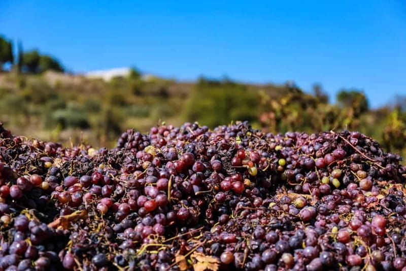 Paphos: Wine Tour – Vineyards, Tastings & Scenic Views - Who should book this experience?