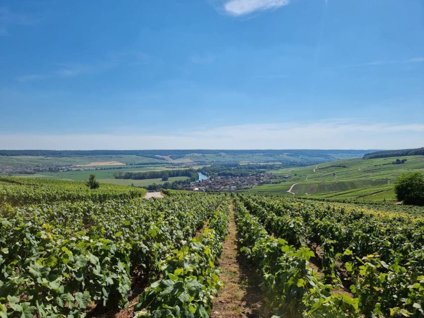 Paris: Private Epernay Trip with Champagne Vineyard Tastings - Moët & Chandon and the Avenue de Champagne