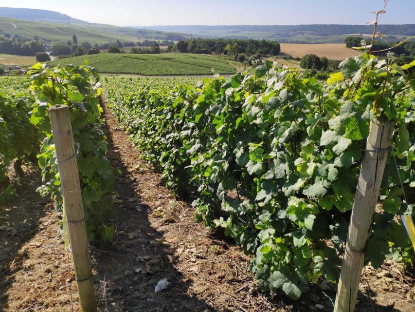Paris: Private Epernay Trip with Champagne Vineyard Tastings - Comparing a large house with a smaller estate