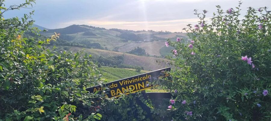 Parma: Visit the Vineyard and Taste 5 Local Wines - Key points before you book