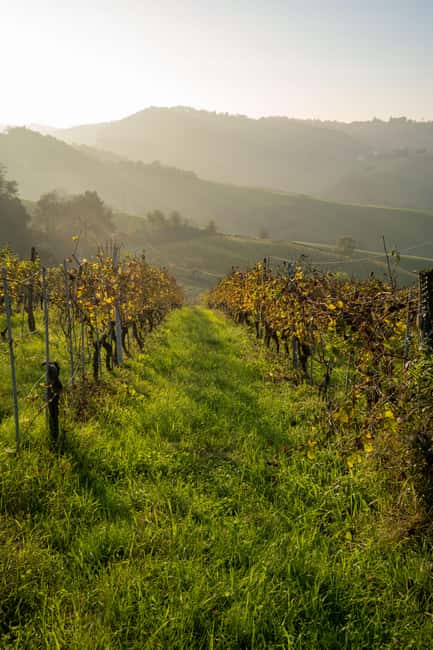 Parma: Visit the Vineyard and Taste 5 Local Wines - Walking through the Parma Hills vineyard