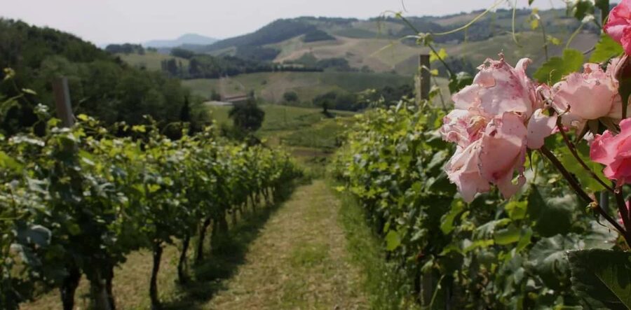 Parma: Visit the Vineyard and Taste 5 Local Wines - Tasting five traditional Emilian wines