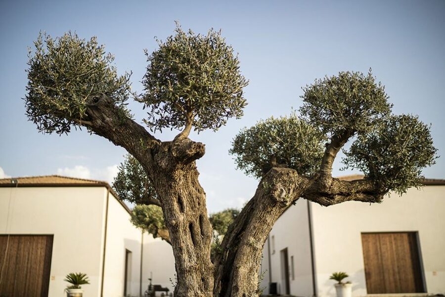 Partinico: Historic Sicilian Vineyard & Wine Tasting Tour - Walking among vines, olives, and citrus trees