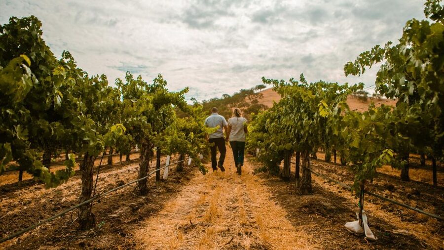 Paso Robles: Scenic Sidecar Vineyard Tour - Fifty-Five Minutes Through the Vineyards