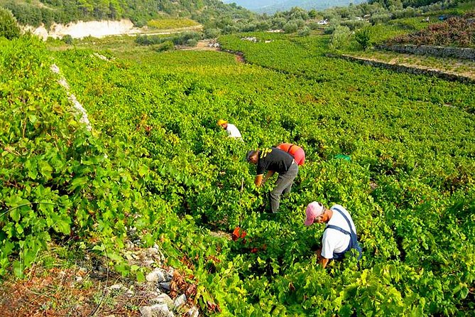 Peljesac Vineyards & Oysters - Private Day Trip from Dubrovnik-Mercedes Vehicle - Three winery stops, with choices to make