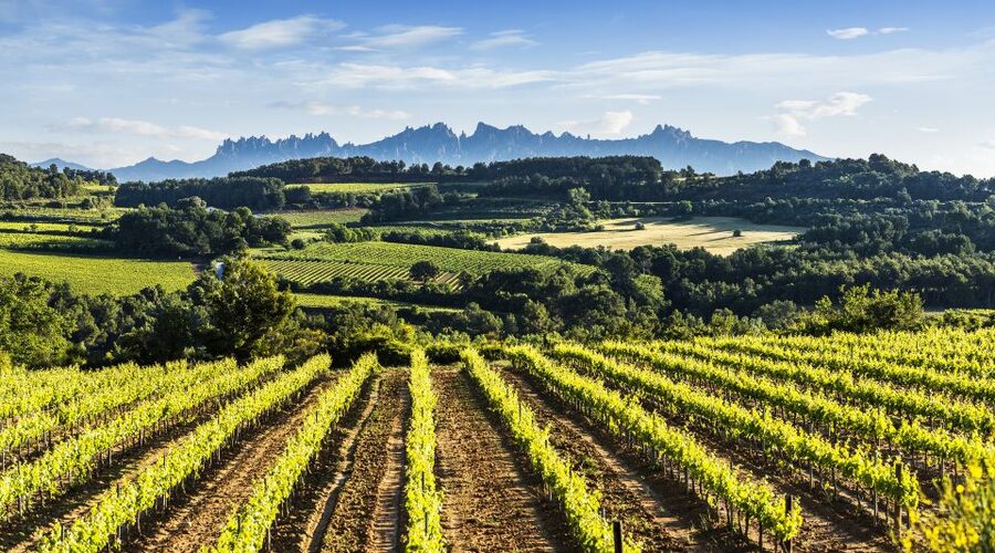 Penedès/BCN: Self-Guided eBike Tour with guided Winery Visit - Cycling through the vineyards toward Montserrat