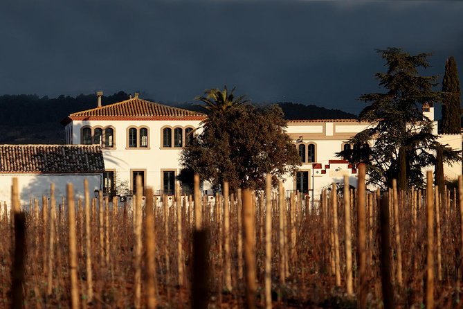 Penedes Wine & Cava Tasting & 4WD Vineyards Tour from Barcelona - The 4WD ride through the vines