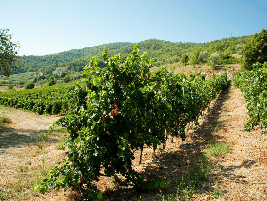 Perugia Winery Visit & Tasting near the Lake Trasimeno - A Family Estate With More Than Grapes