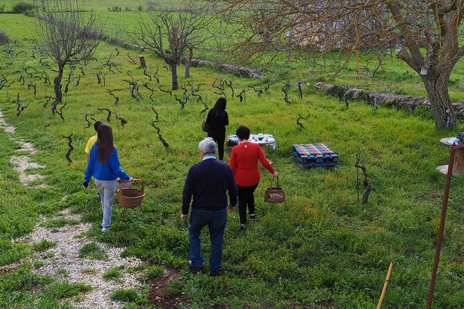 Picnic aperitif in the vineyard of an ancient trullo in Martina Franca - A short walk through vineyard and garden