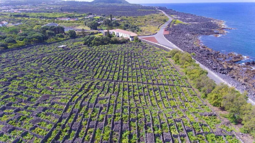 Pico Island: Wine and Vineyards Tour with Tasting - Key points about Pico’s wine tour