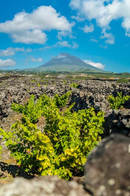 Pico Island: Wine and Vineyards Tour with Tasting - One hour among the vineyards of Criação Velha