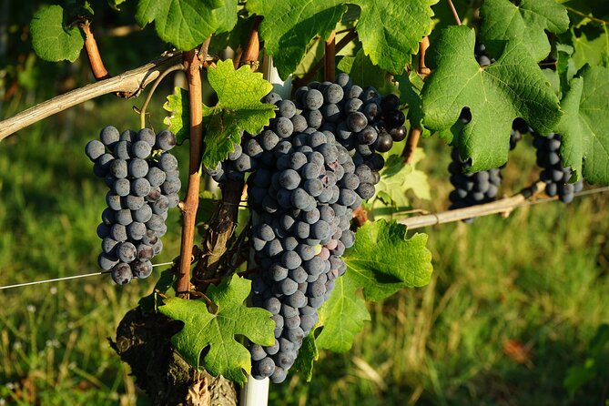 Piemonte Vineyards by Yourself from Turin - Business Car with English Chauffeur - Choosing between Barolo, Barbaresco, Alba, and La Morra