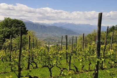 Piemonte Vineyards by Yourself from Turin by Luxury Van with English Chauffeur